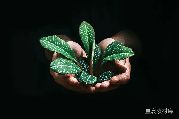 高清摄影 黑暗房间中拿着绿色叶子的人