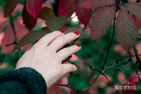 高清摄影 一个人伸手去拿树上的叶子