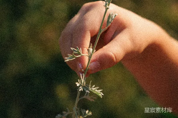 高清摄影 手持粉红色花苞的人