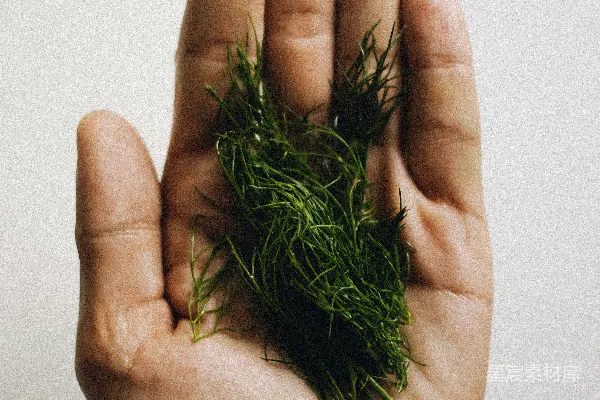 高清摄影 手持一束绿草的手