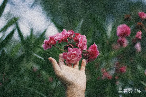 高清摄影 触摸红粉色瓣花朵的人