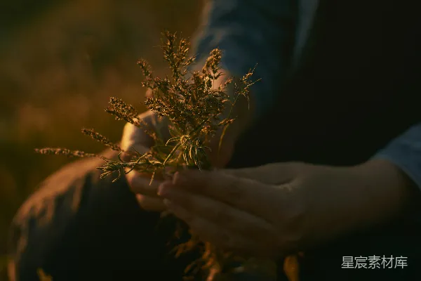 高清摄影 手持棕色植物的人