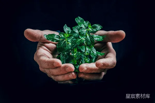 高清摄影 手上的绿色植物