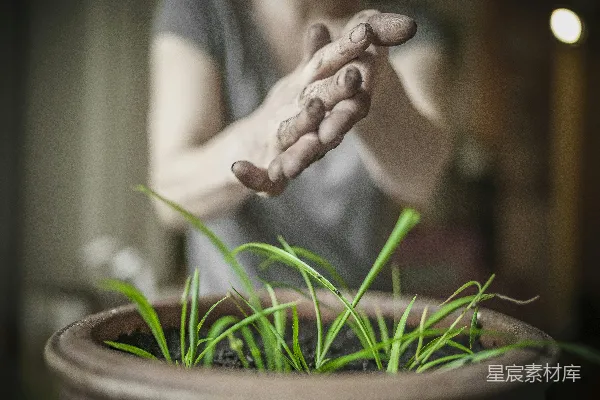 高清摄影 人的双手覆盖着绿色的植物