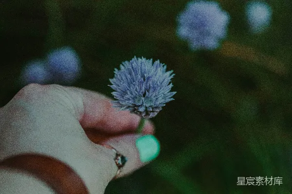 高清摄影 盛开的蓝色雏菊花