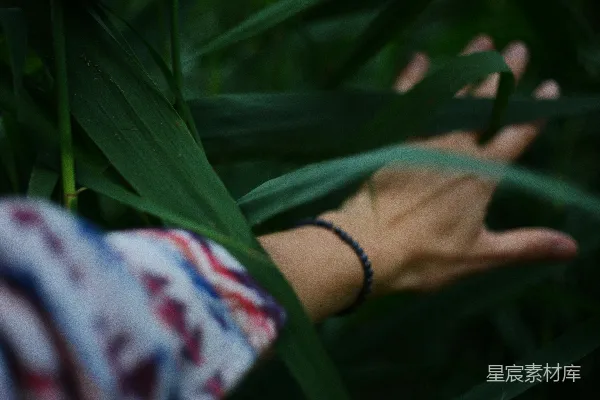 高清摄影 手伸向草丛中的某物