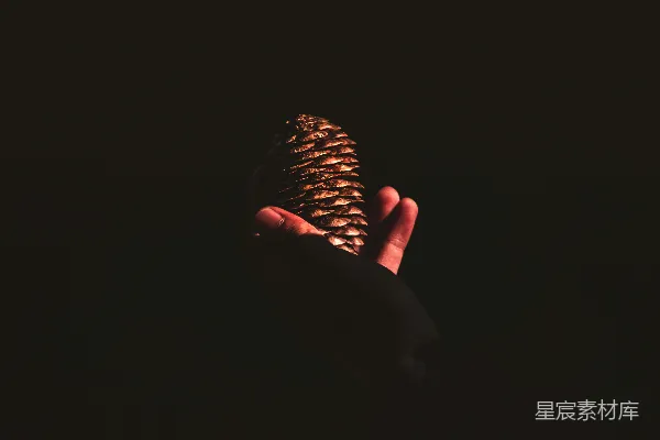 高清摄影 手持棕榈松果的人