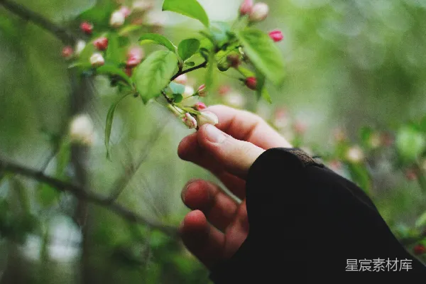 高清摄影 专注于拍摄带有花瓣的花朵的人选照片