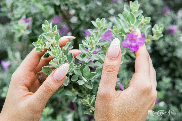 高清摄影 一个女人的手握着一朵紫色花的植物