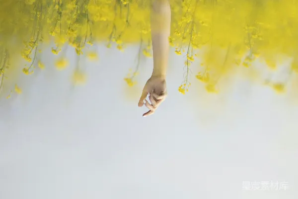 高清摄影 手伸自黄花之中，倒挂。