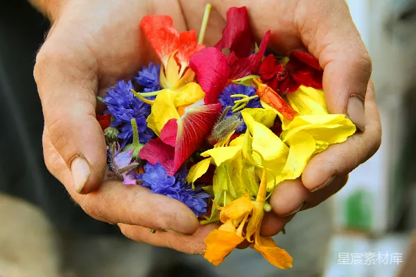 高清摄影 人的手上含有黄色、蓝色和红色的花 petals。