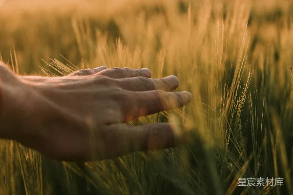高清摄影 人的手放在褐色的麦田里