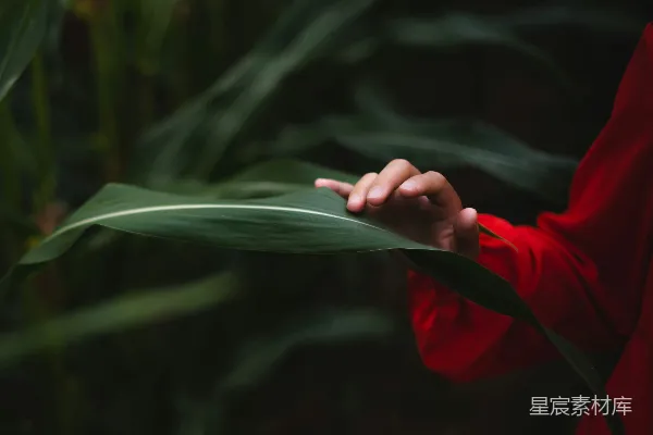 高清摄影 白天手持绿色叶子的人