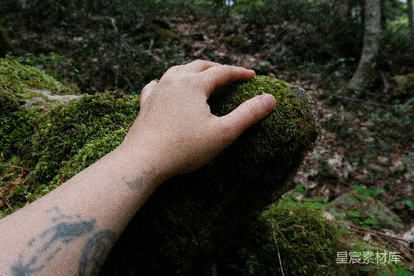 高清摄影 森林中有人触摸苔藓。