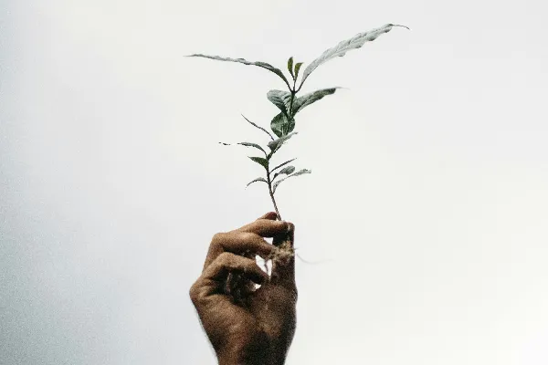 高清摄影 手持植物的人