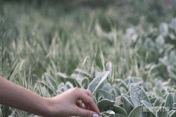 高清摄影 绿色的 Succulent 植物和人的手