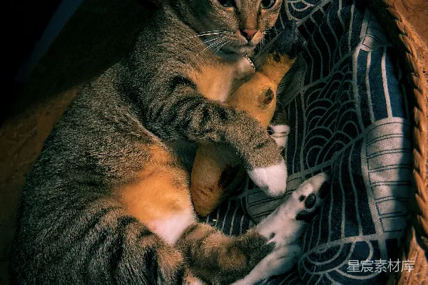 一只条纹猫蜷缩在 cozy 篮子中抱着一个玩偶。
