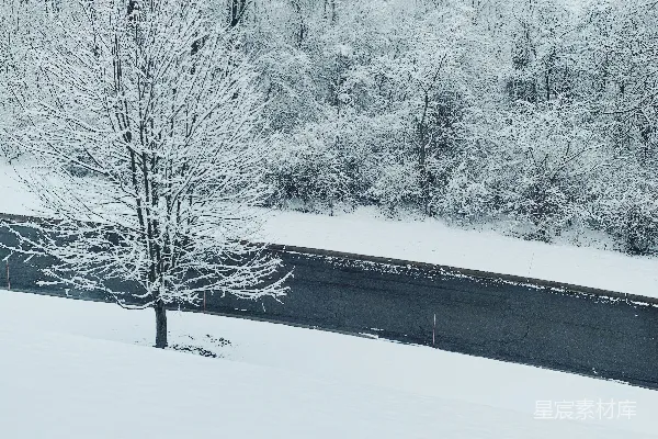白天树木和道路被雪覆盖
