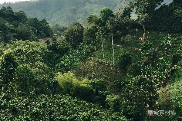 高清摄影 森林的航拍照片