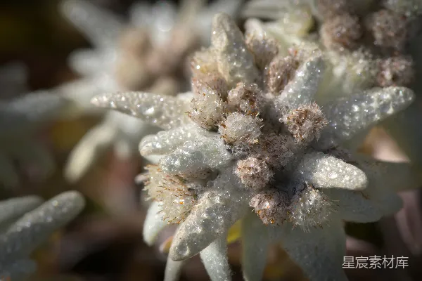 一朵花的特写镜头，上面附着水珠。