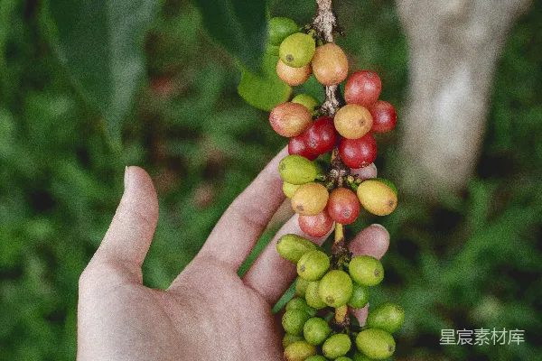 高清摄影 一只手拿着一束浆果