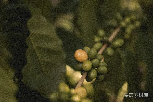 高清摄影 绿色和棕色的圆形水果