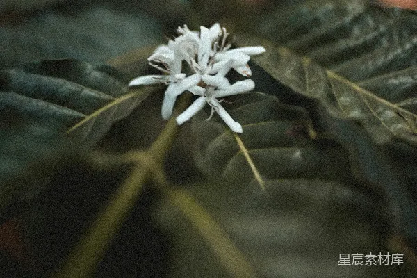 高清摄影 倾斜透视镜头下的白色花朵
