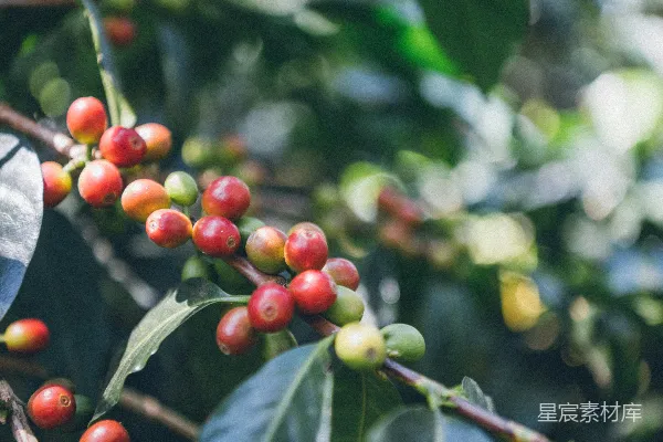 高清摄影 树上一束草莓的特写