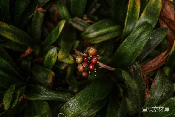 高清摄影 一个植物的特写镜头，上面挂着果实。