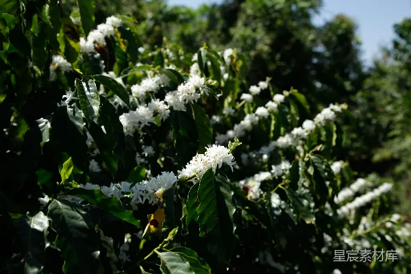 高清摄影 阳光下绽放白花的咖啡植株