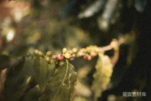 高清摄影 红蓝圆果