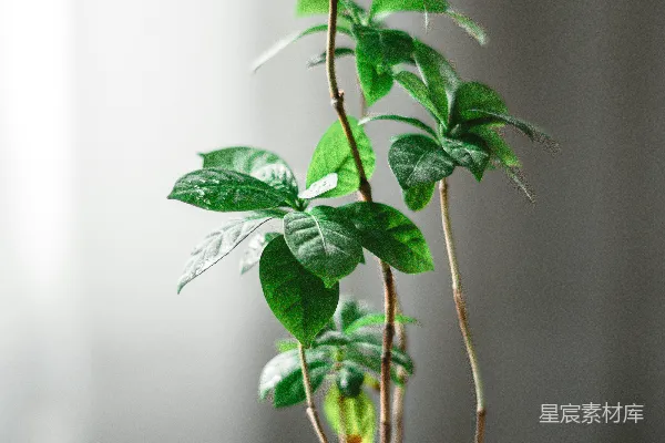 高清摄影 一盆盆栽植物摆放在桌子上