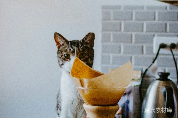 高清摄影 短毛白棕色的猫坐在透明玻璃容器旁边