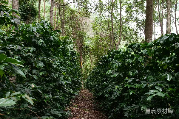 高清摄影 森林中一条树木茂密中间的小径