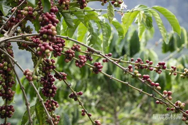 高清摄影 满树红果的树