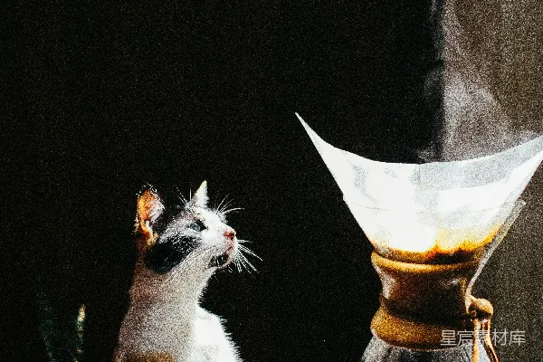 高清摄影 一只猫坐在桌子旁边的一个咖啡壶旁边