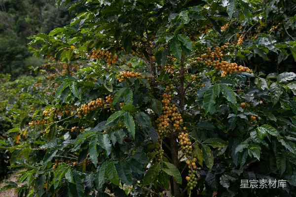 高清摄影 一群开着黄色花朵的植物