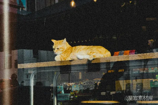 高清摄影 一只黄色的猫躺在一张桌子上。
