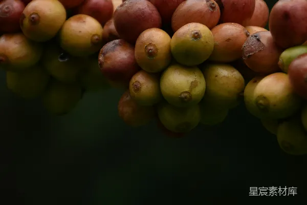 高清摄影 树上挂着一 bunch 果子