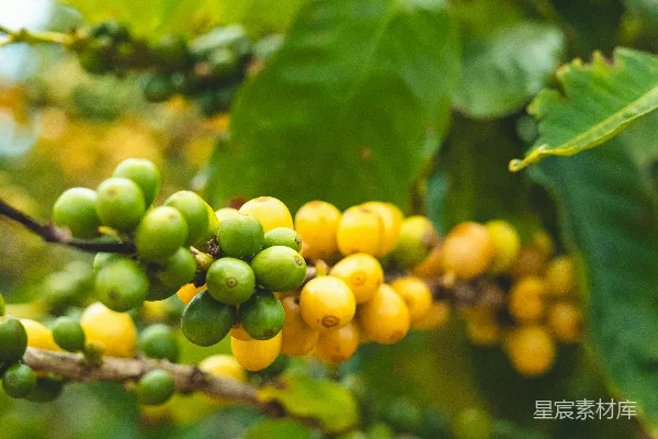 高清摄影 绿黄相间的咖啡豆生长在树枝上。