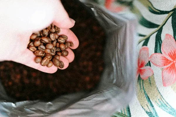 高清摄影 手拿着烤好的咖啡豆放在一个袋子里。