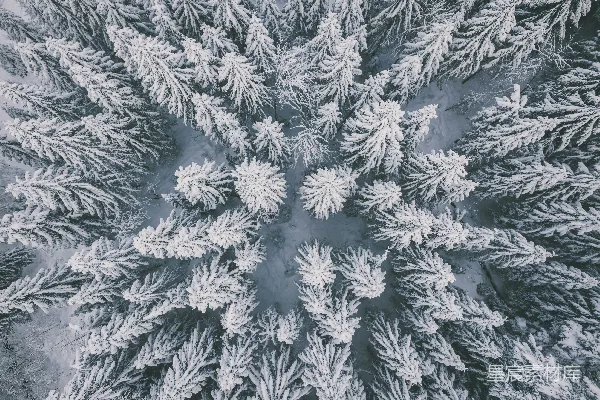 白橡黑橡树
