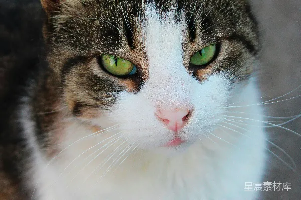 一只猫的特写镜头，眼睛是绿色的。
