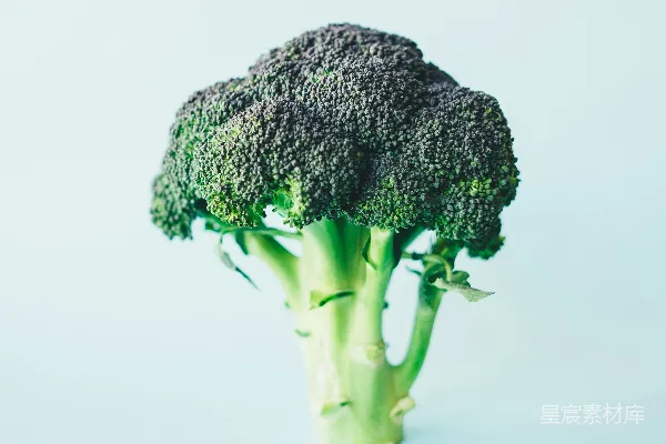 高清摄影 绿色西兰花