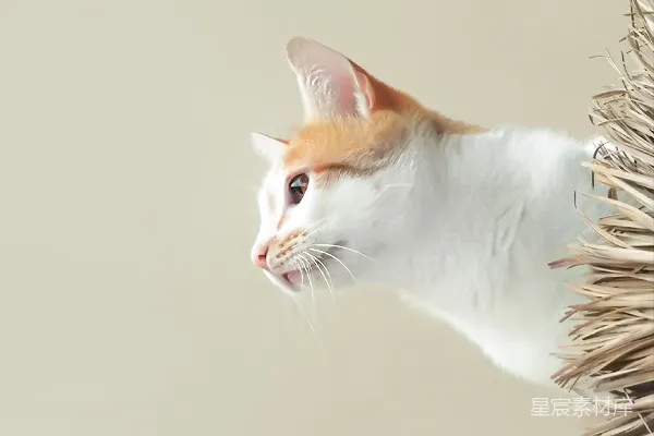 橙白相间的猫坐在棕色的植物上