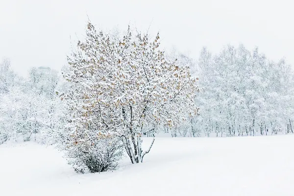 高清摄影 覆盖着白雪的树木