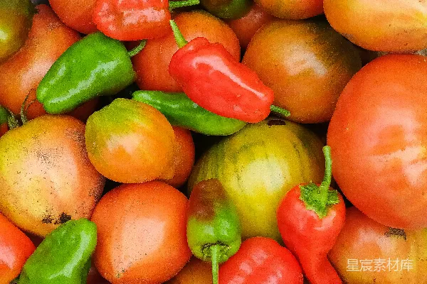 高清摄影 红绿番茄果实