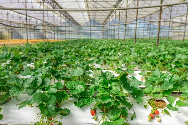 高清摄影 温室里排列着一排排草莓植株