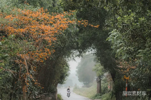 一个骑摩托车的人沿着满是树木的道路前行。