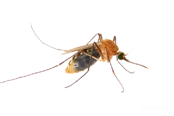 元素素材 蚊子